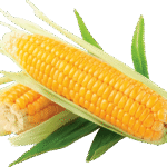 Maize